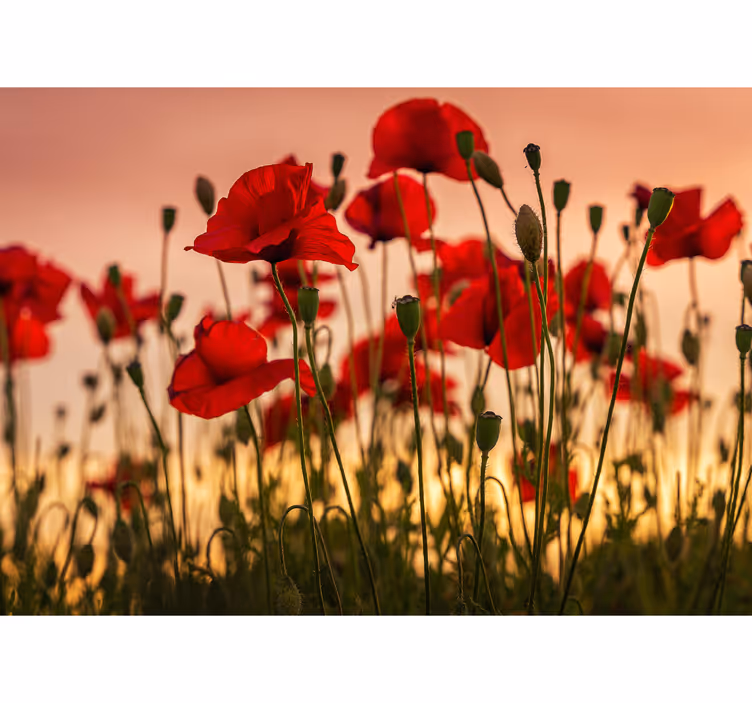 Foto behang klaprozen met een zonsondergang - TenStickers