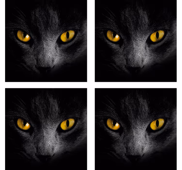 Zwarte kat halloween onderzetter - TenStickers