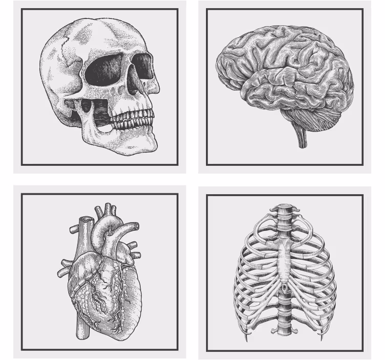 Enge onderzetters anatomisch schedel brein hart skelet - TenStickers