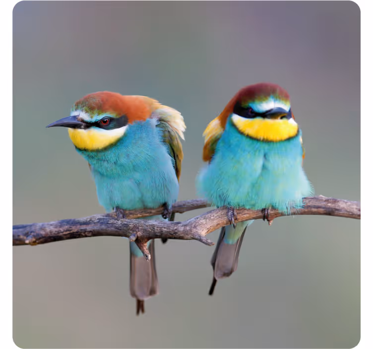 Moderne onderzetters kleurige vogels op een tak - TenStickers