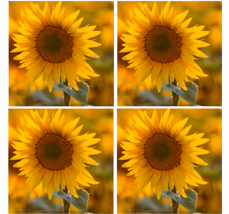 Moderne onderzetters met levendige zonnebloemen - TenStickers