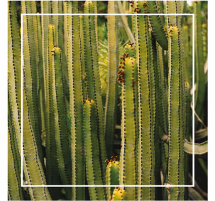 Onderzetters cactusstructuur oppervlak - TenStickers