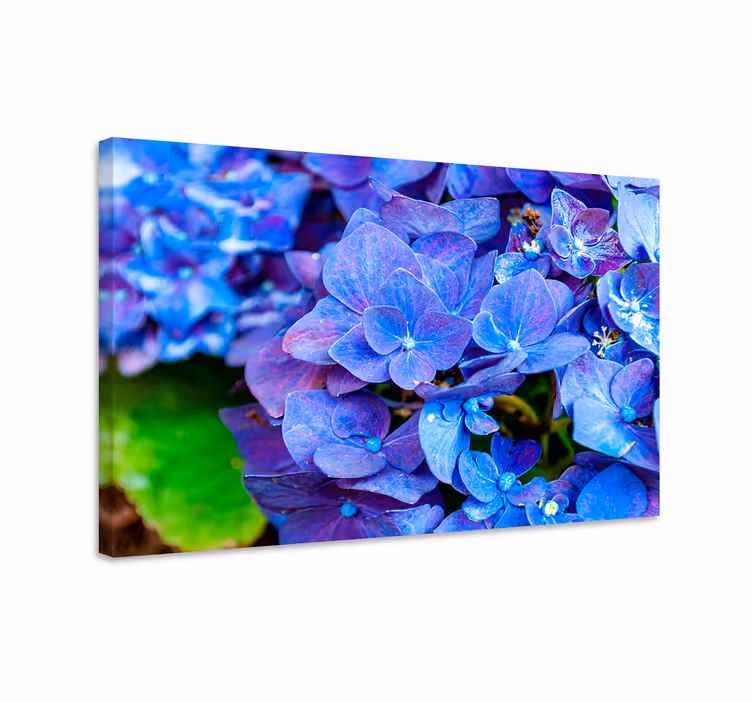 Blauw canvas schilderij hortensia bloemen - TenStickers