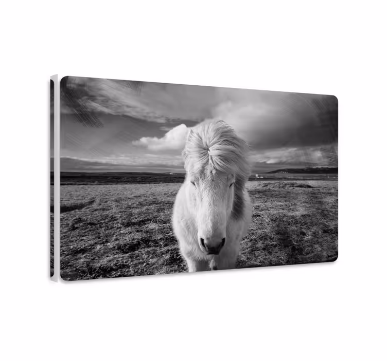 Paarden schilderij op canvas wit paard - TenStickers