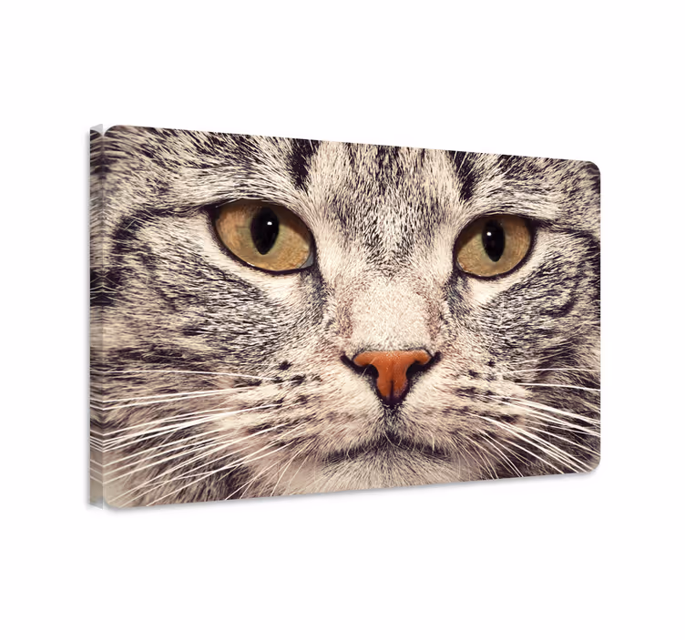 Canvas schilderij kat met kattengezicht laptopsticker - TenStickers