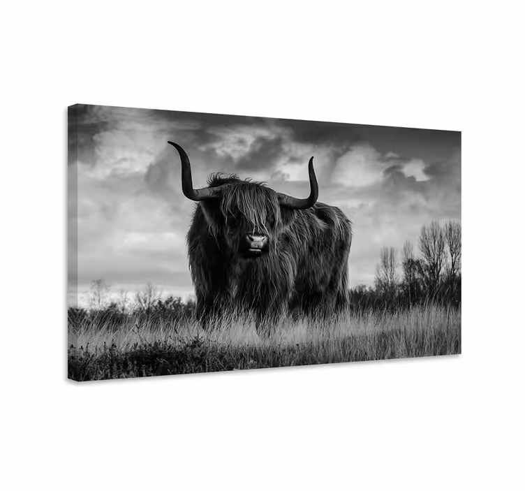 Canvas schilderijen zwart-witte hooglander - TenStickers