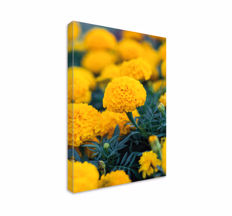 Canvas schilderij bloemen gele goudsbloemen - TenStickers