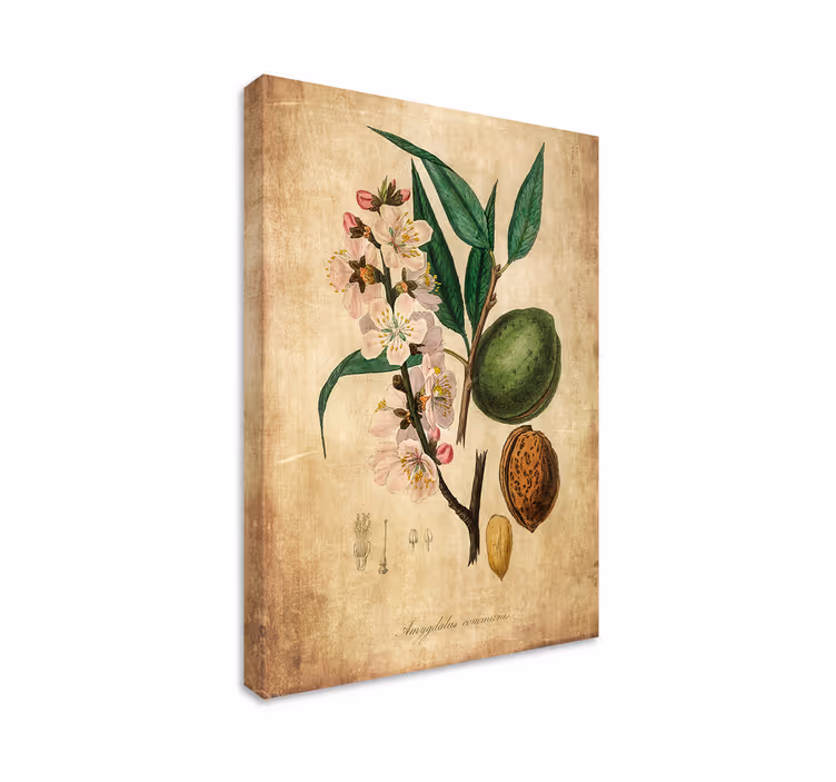 Canvas schilderij hoofdkamer Amandel - TenStickers
