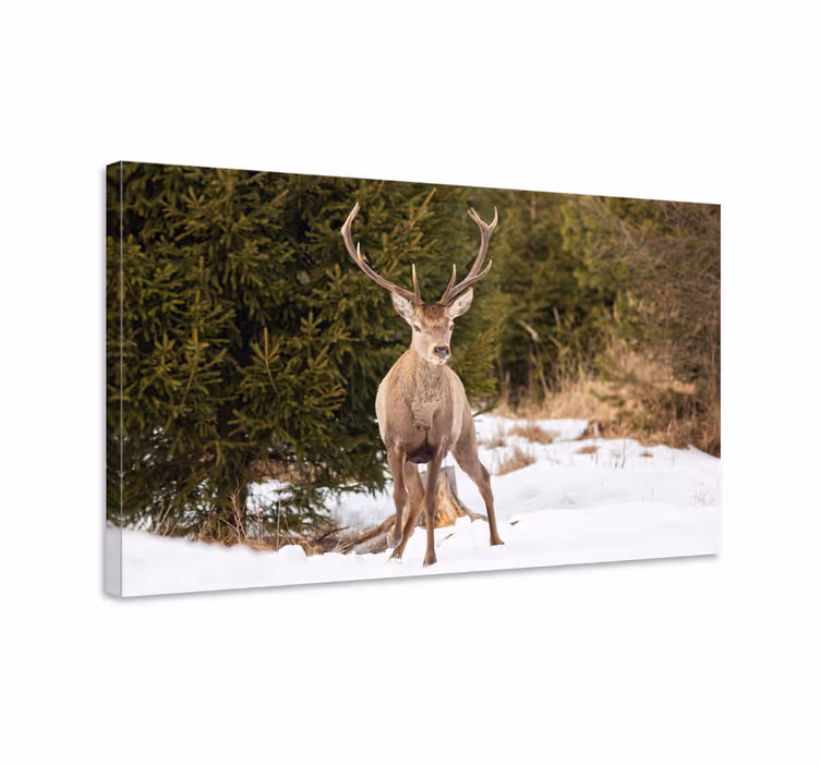 Canvas schilderij herten majestueuze hert in de natuur - TenStickers