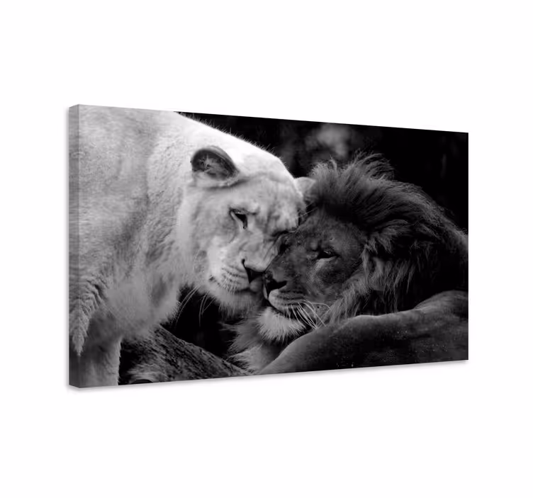 Canvas schilderij andere dieren Zwart-wit leeuwenpaar - TenStickers
