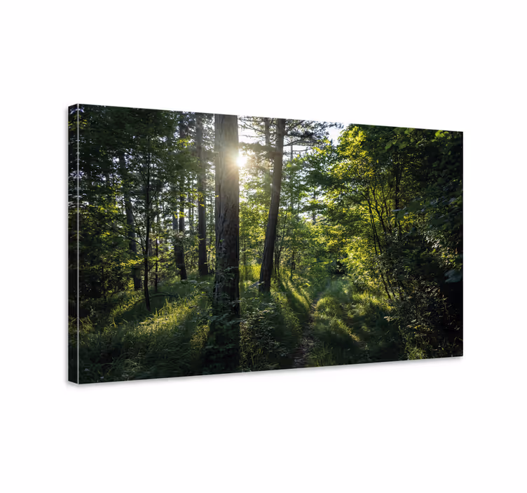 Canvas landschap verlichte boswandeling - TenStickers