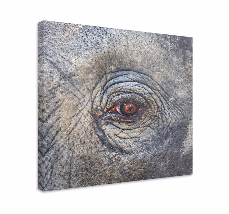 Canvas schilderij olifant oogdetail van de olifant - TenStickers