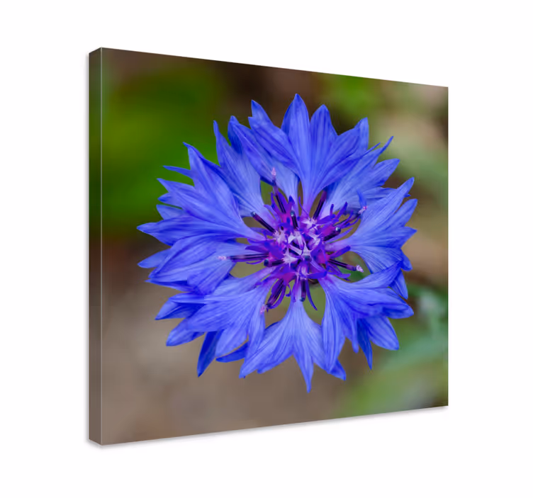 Canvas schilderij bloemen en planten blauwe bloem bloei - TenStickers
