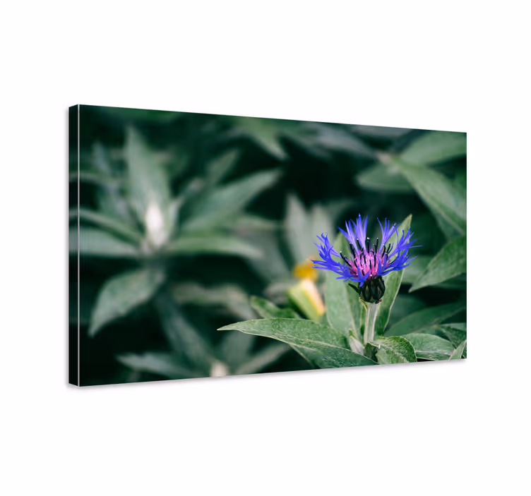 Canvas schilderij bloemen en planten paarse bloesem - TenStickers