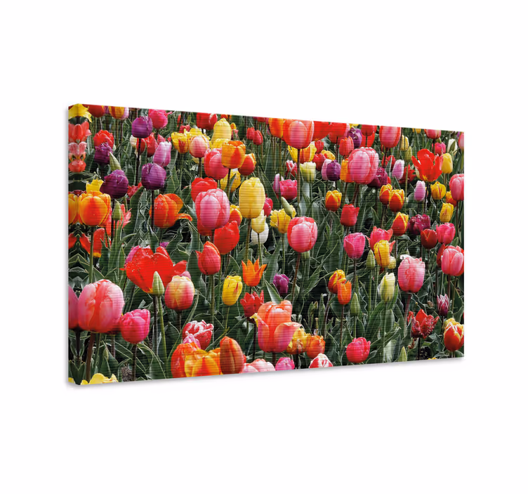 Canvas schilderij bloemen en planten kleurige tulp bloemen - TenStickers