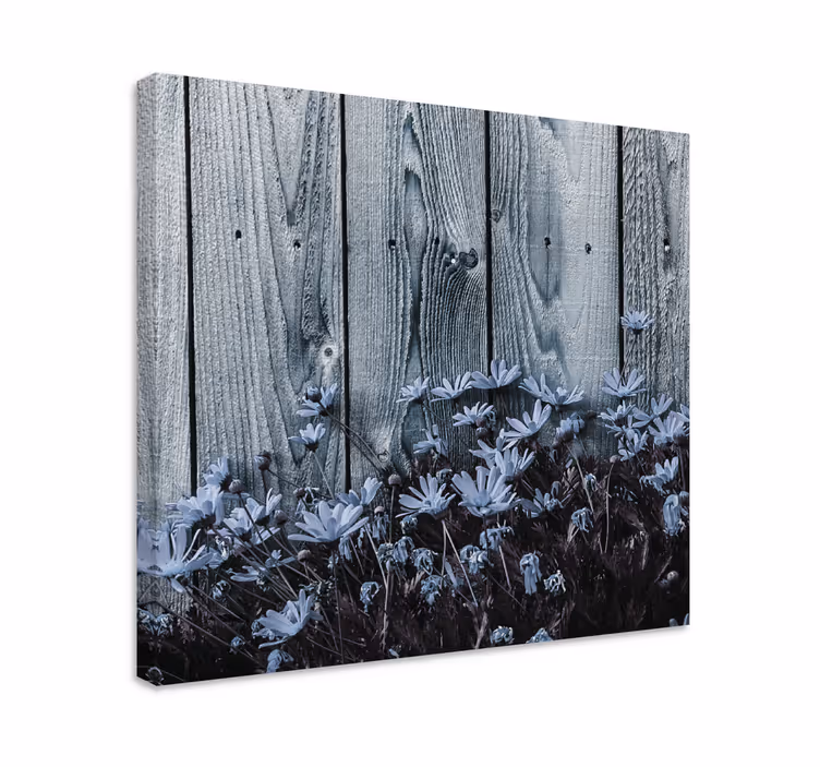 Canvas schilderijen bloemen Madeliefjebloem op grijze houten plan - TenStickers