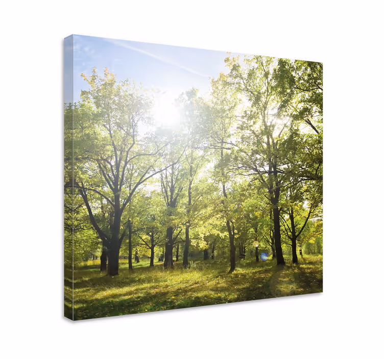 Canvas bomen zonovergoten groene bladertak - TenStickers