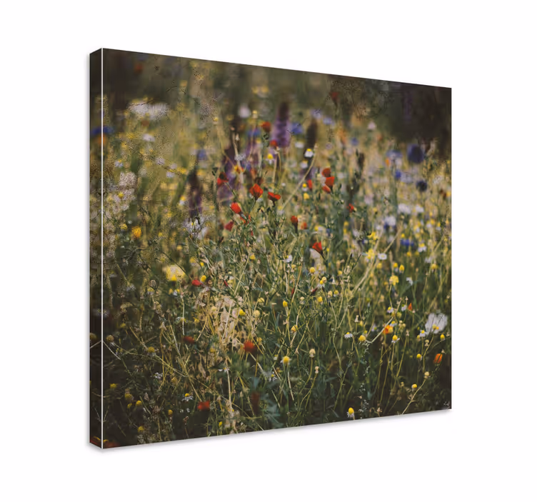 Canvas schilderij bloemen en planten wilde bloemenweide - TenStickers
