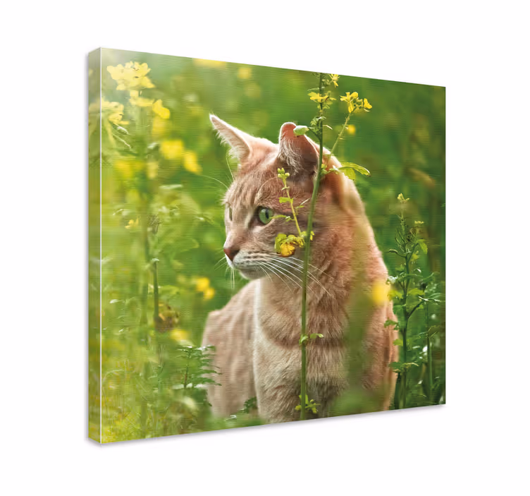 Canvas schilderij kat verkennende feline wandeling - TenStickers