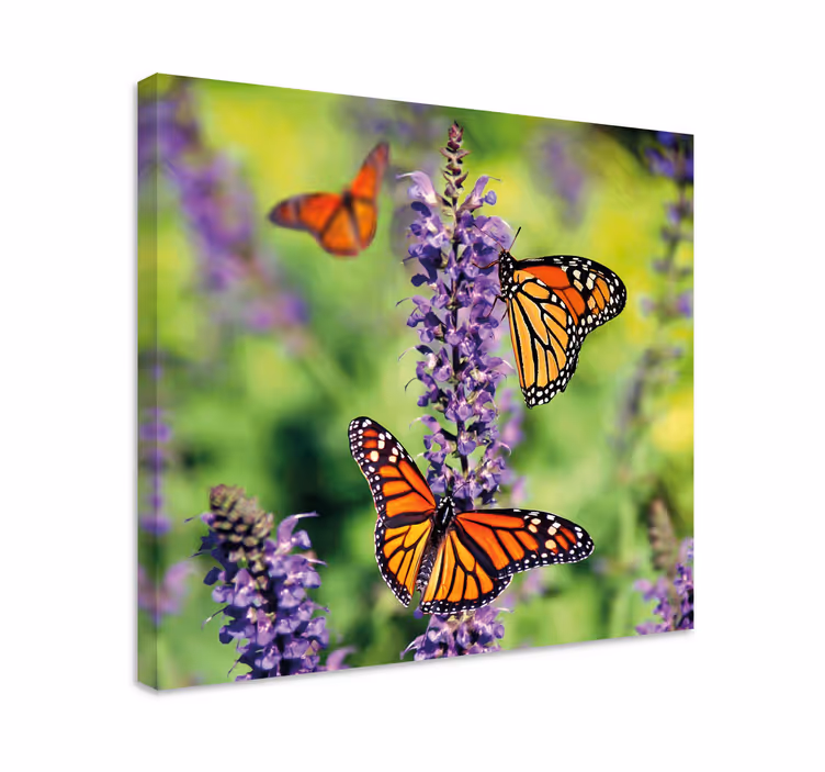 Canvas schilderij vlinder monarchvlinders bijeenkomsten - TenStickers