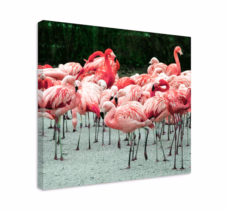 Canvas schilderij vogels flamingo's in een groep - TenStickers