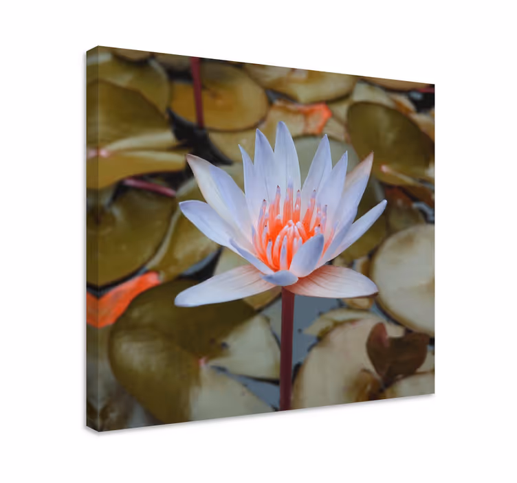 Canvas schilderij bloemen en planten waterlelie - TenStickers