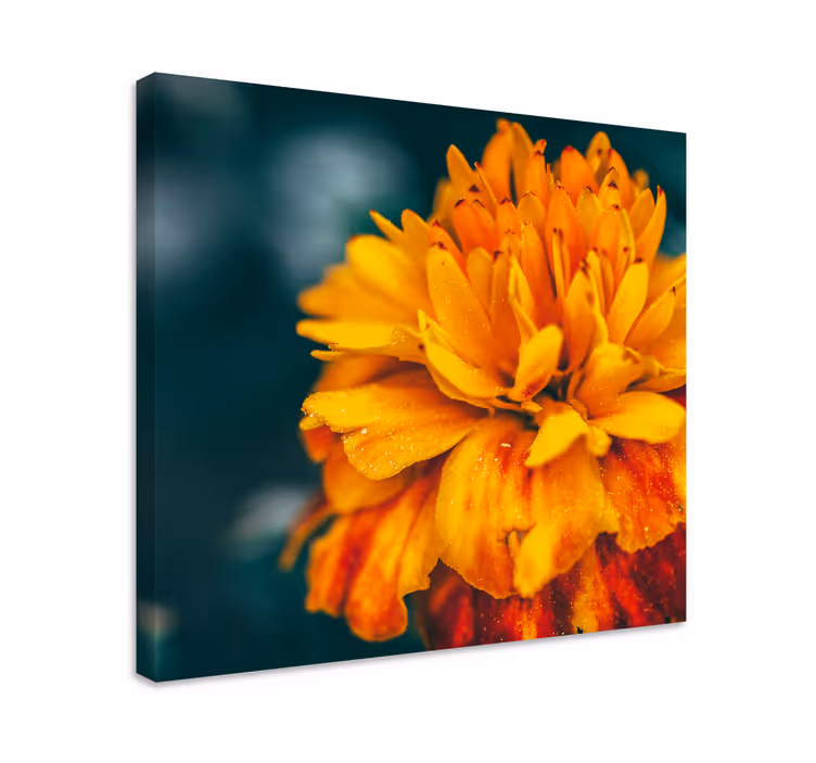 Canvas schilderij bloemen levendige oranje bloesem - TenStickers