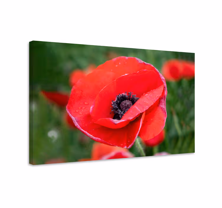 Canvas schilderij bloemen close-up klaproos - TenStickers
