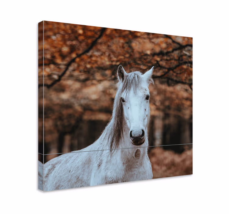 Majestueus wit dier Paarden schilderij op canvas - TenStickers