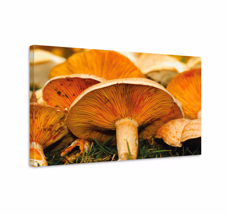 Canvas schilderij bloemen en planten paddestoel details - TenStickers