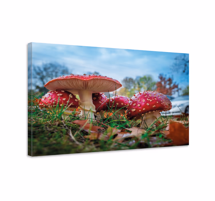Canvas schilderij bloemen en planten rode paddestoel cluster - TenStickers