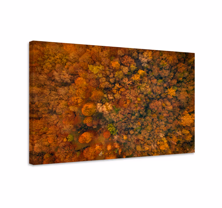 Canvas bomen herfstbosbladeren - TenStickers