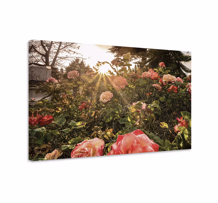Canvas schilderij bloemen en planten stralende rozenbloesems - TenStickers