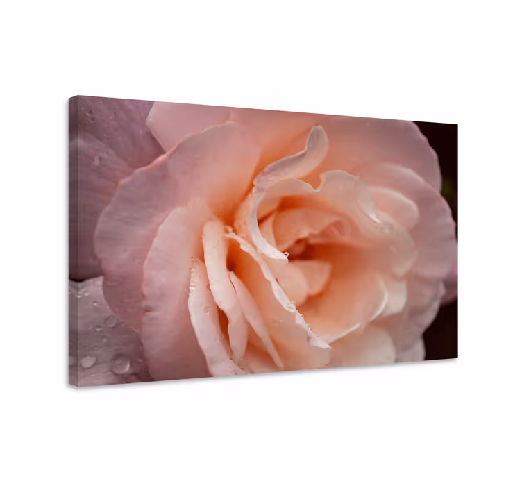 Canvas schilderij bloemen en planten delicate rozenbloem - TenStickers
