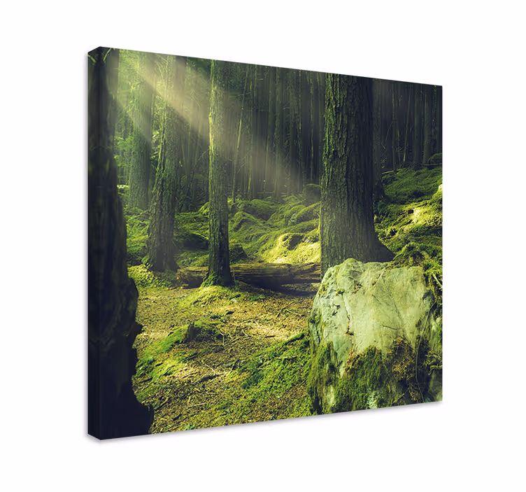 Canvas bomen zonovergoten bospad - TenStickers