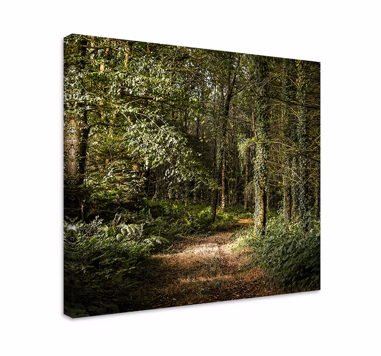 Canvas landschap bospaadzicht - TenStickers