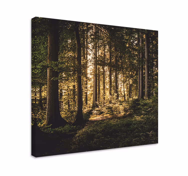 Canvas landschap stralend boslandschap - TenStickers