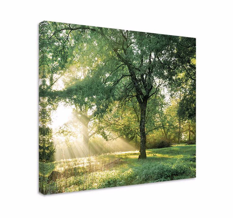 Canvas bomen zonlicht door bomen - TenStickers
