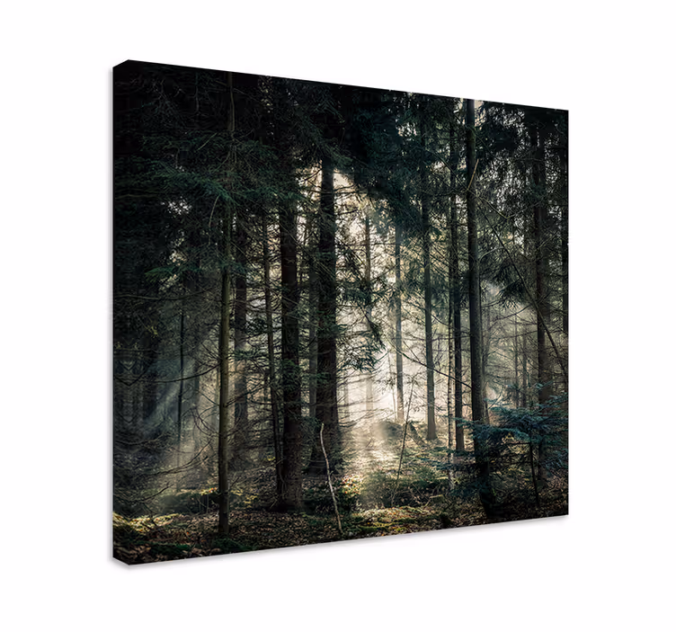 Canvas landschap zonnestralen door het loof - TenStickers