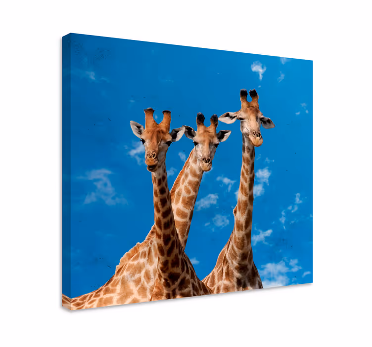 Portret van een giraffen trio Canvas schilderij dieren - TenStickers