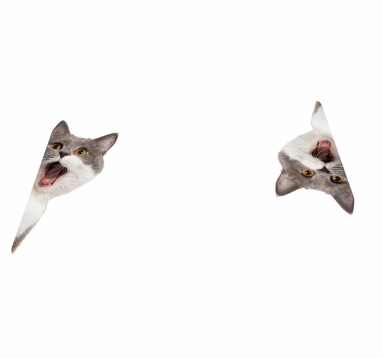 Dieren vinyl tapijt kat die spioneert op witte achtergrond - TenStickers