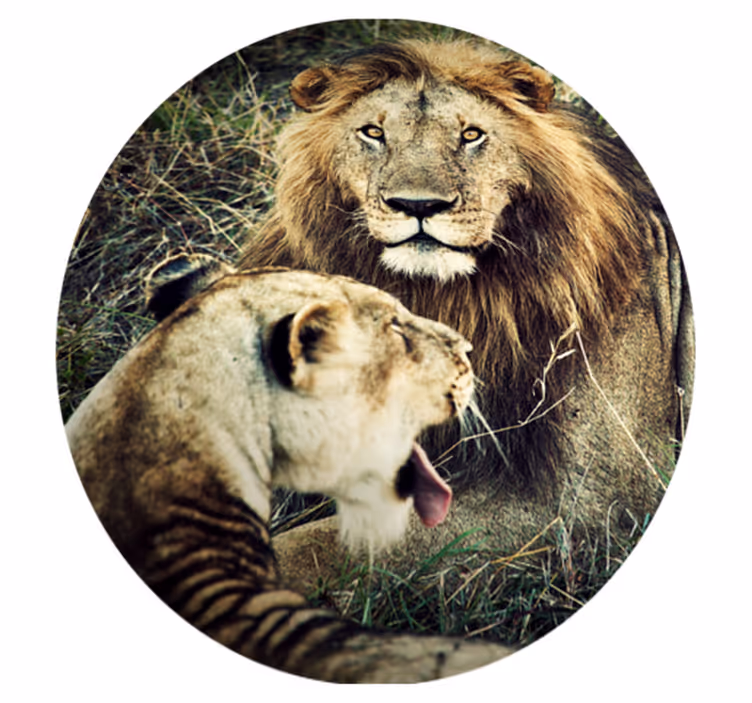 Majestueus leeuwenpaar dieren vinyl tapijt - TenStickers