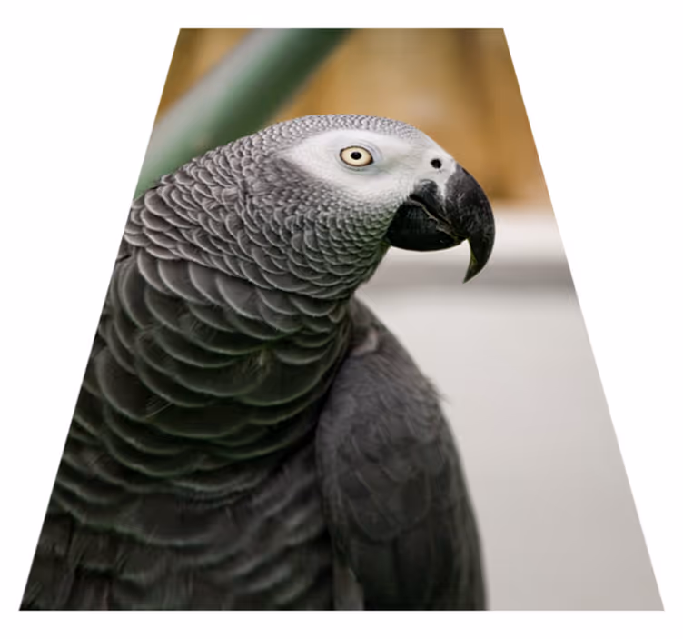 Grijze papegaai close-up dieren vinyl tapijt - TenStickers