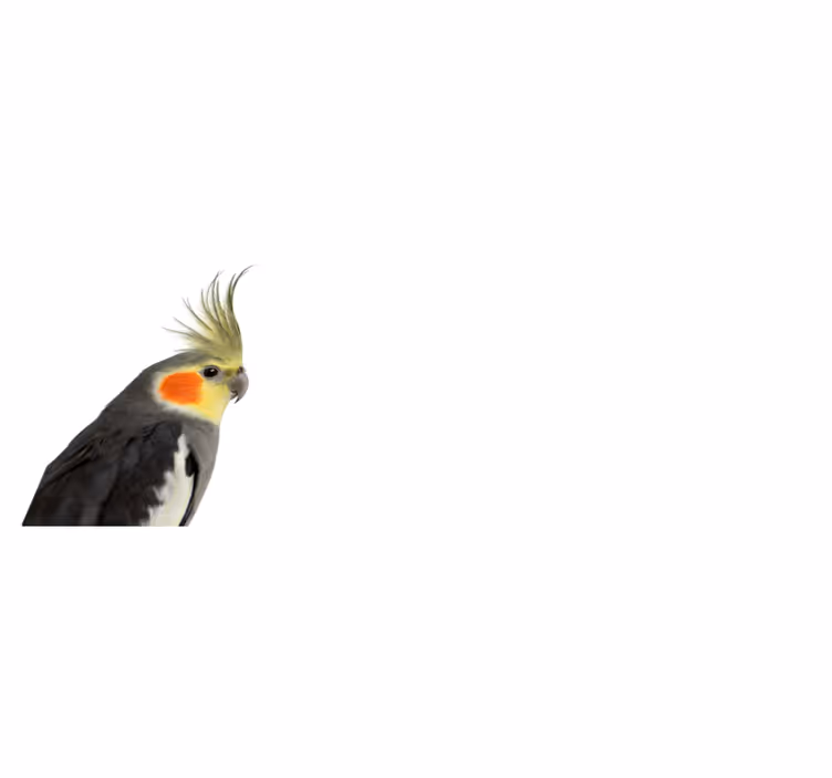 Silhouet van een valkparkiet dieren vinyl tapijt - TenStickers