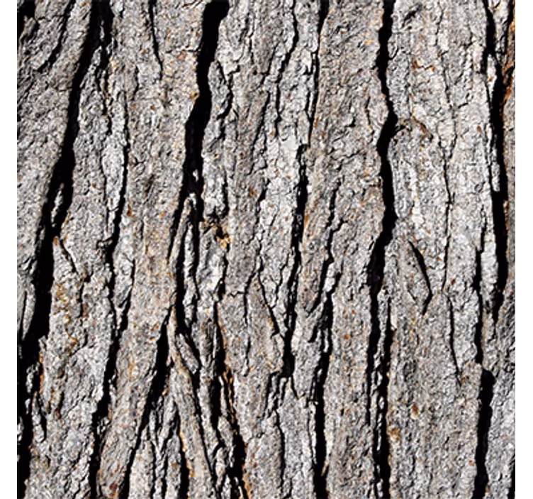 Hout behang realistisch boomstam patroon - TenStickers