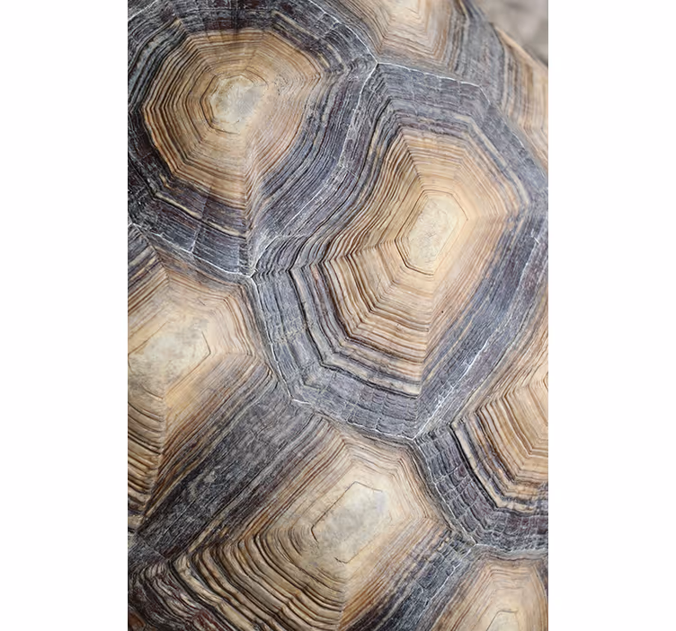 Woonkamer behang schildpad shell - TenStickers