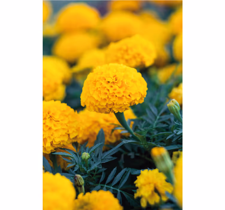 Behang bloemen gele afrikaanbloemen - TenStickers