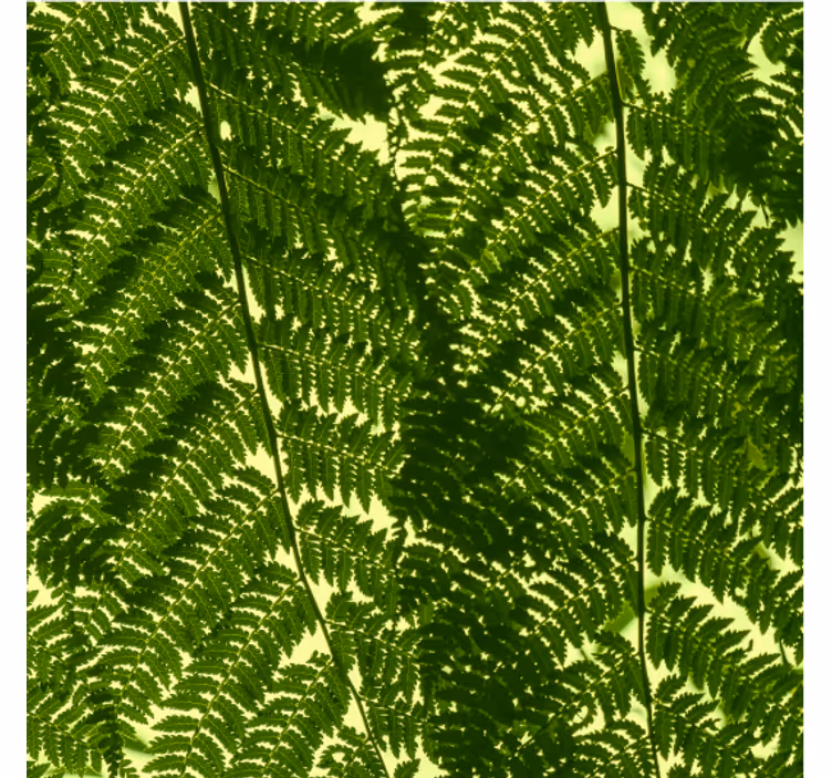 Behang scandinavië groene varenplant - TenStickers