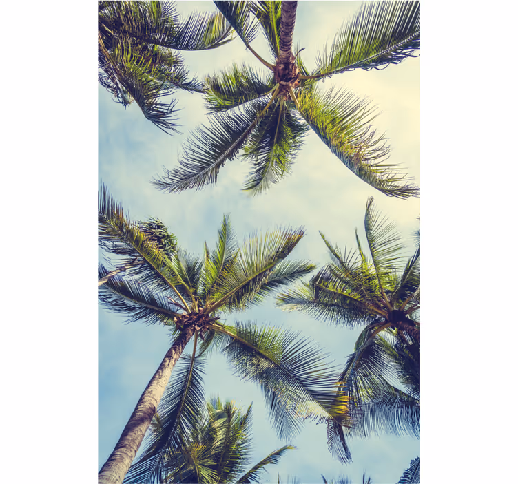 Bomen behang palm bomen vanaf de onderkant - TenStickers