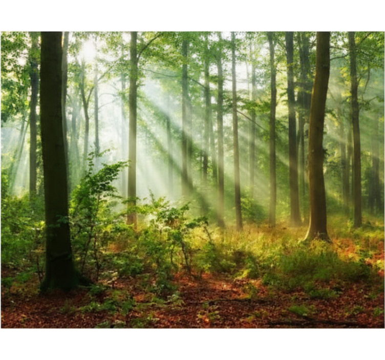 Rolgordijn bomen natuurlijk licht in het bos - TenStickers